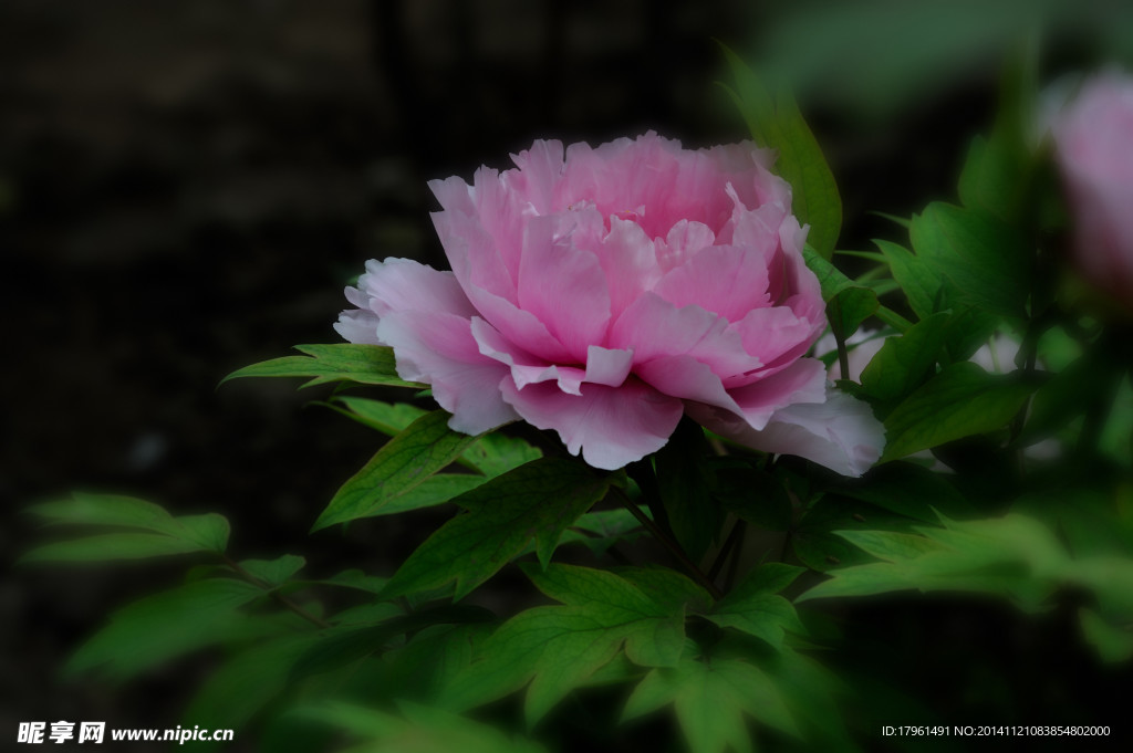 奧林匹克公園牡丹