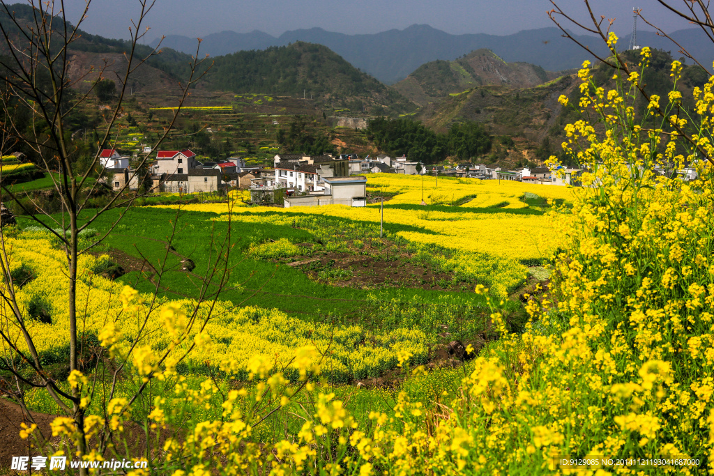 家朋油菜花