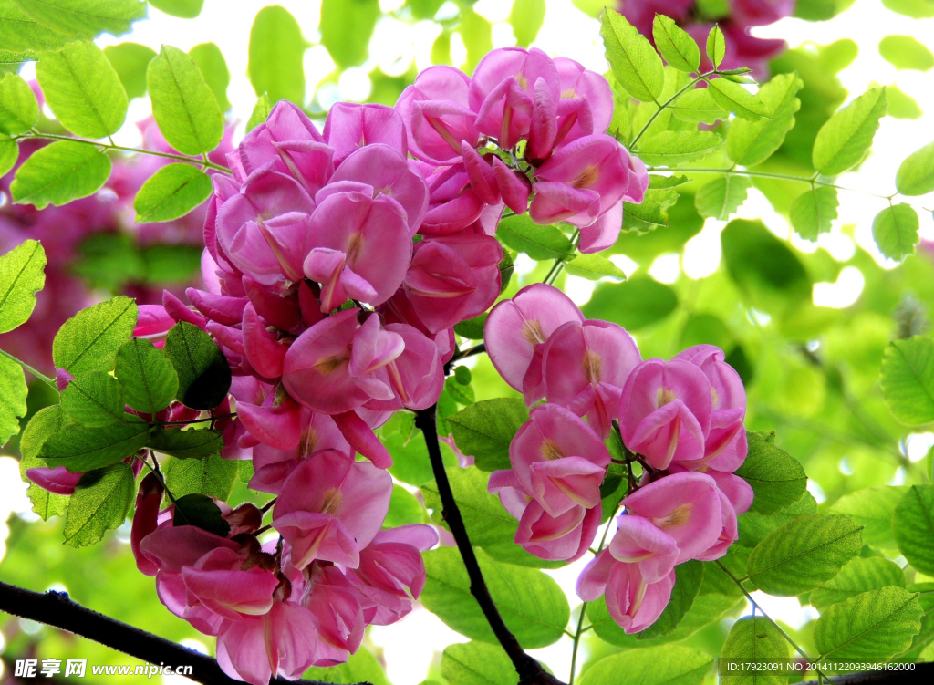 槐花
