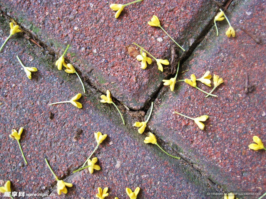 地磚落花