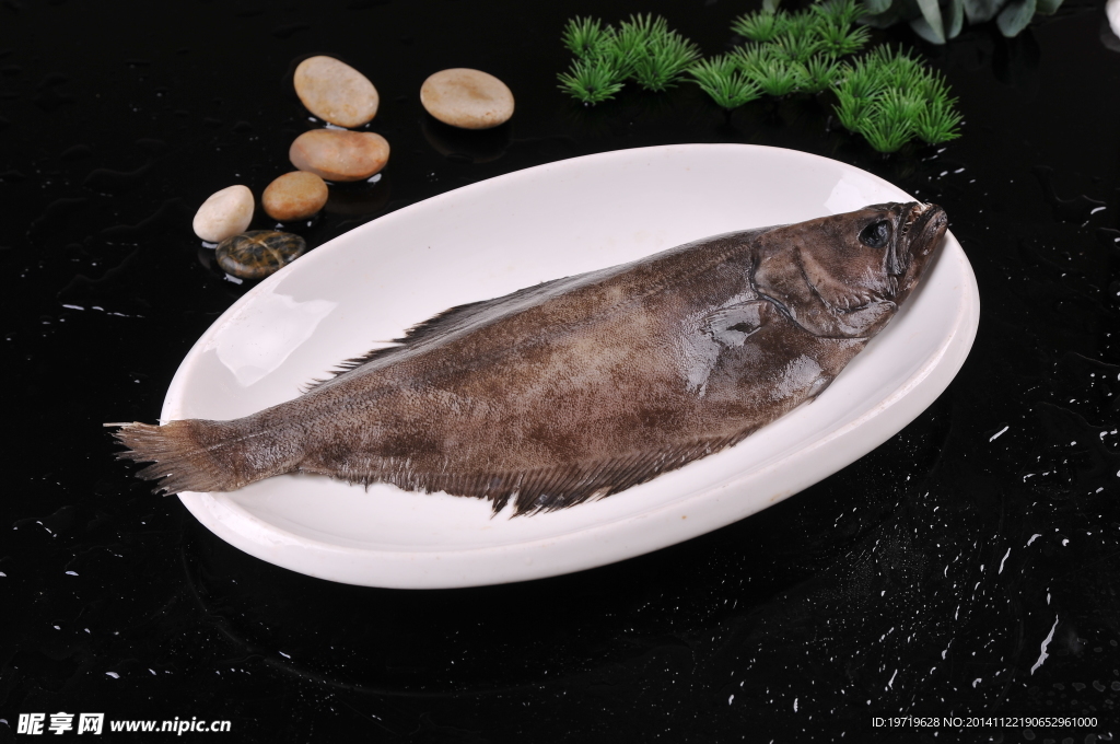 鴉片魚(yú)