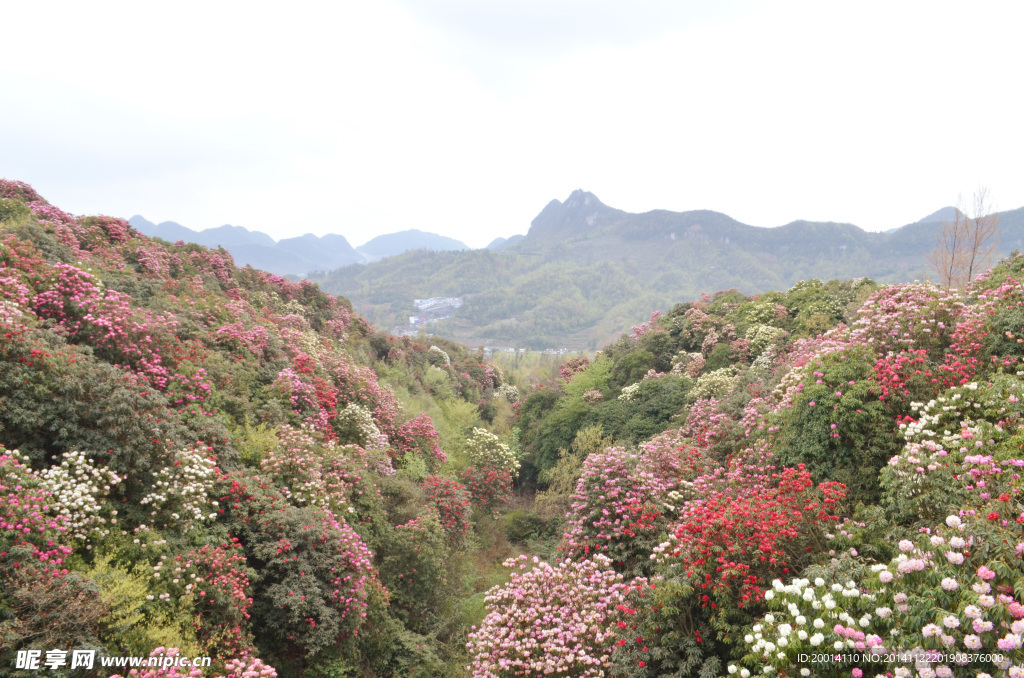 百里杜鵑