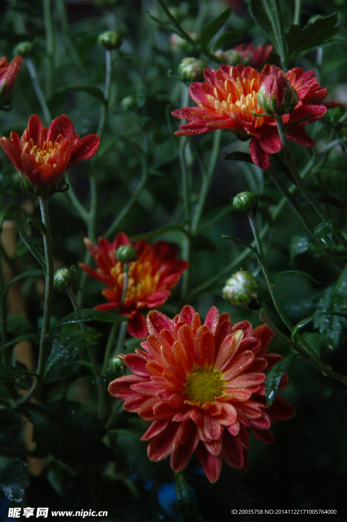 北京夏菊