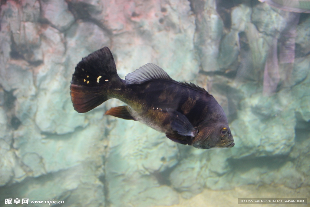 魚類