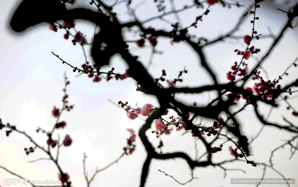 梅花圖片