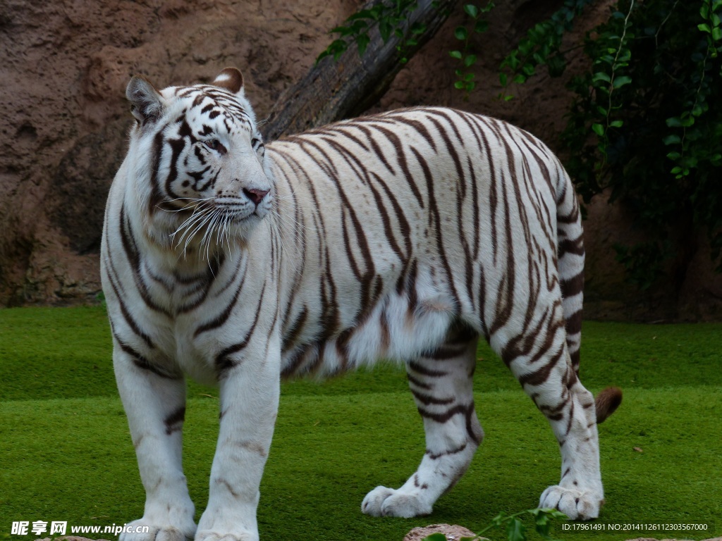 秦皇島野生動物園白虎