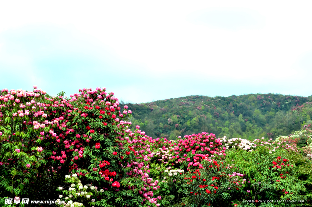 百里杜鵑