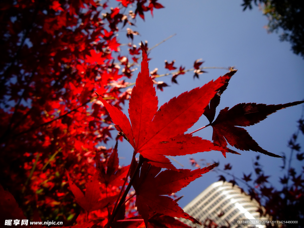 紅色 楓葉