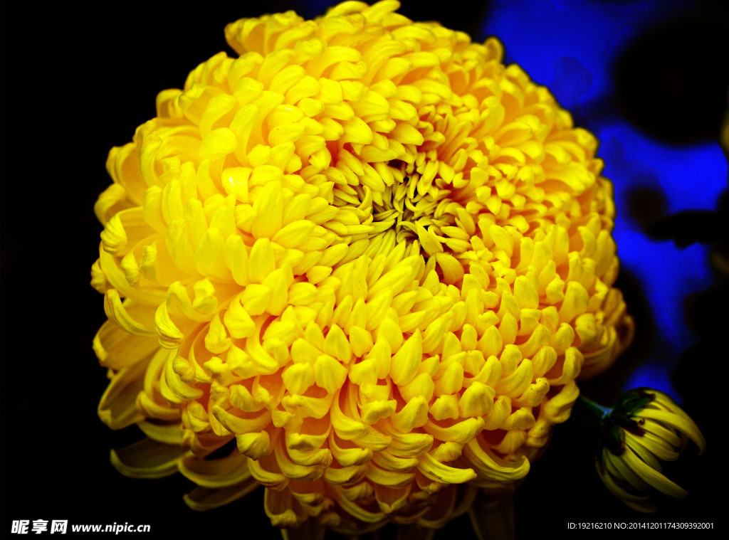 菊花 黃花
