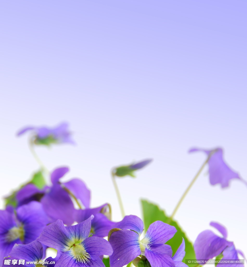 紫色鮮花背景