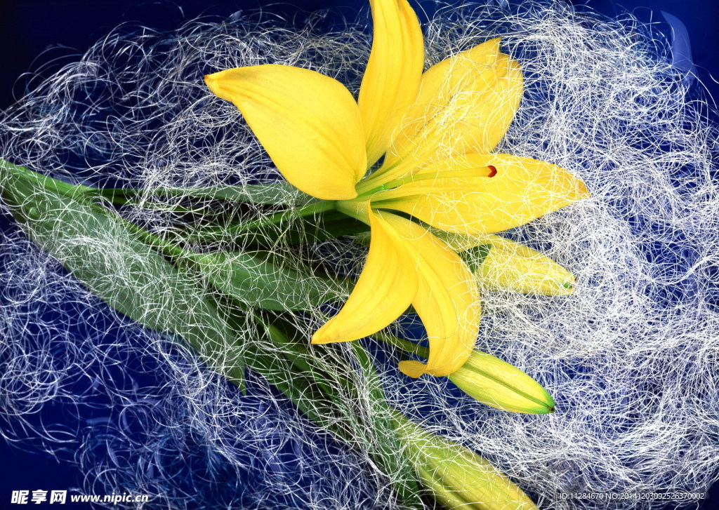 黃色百合花