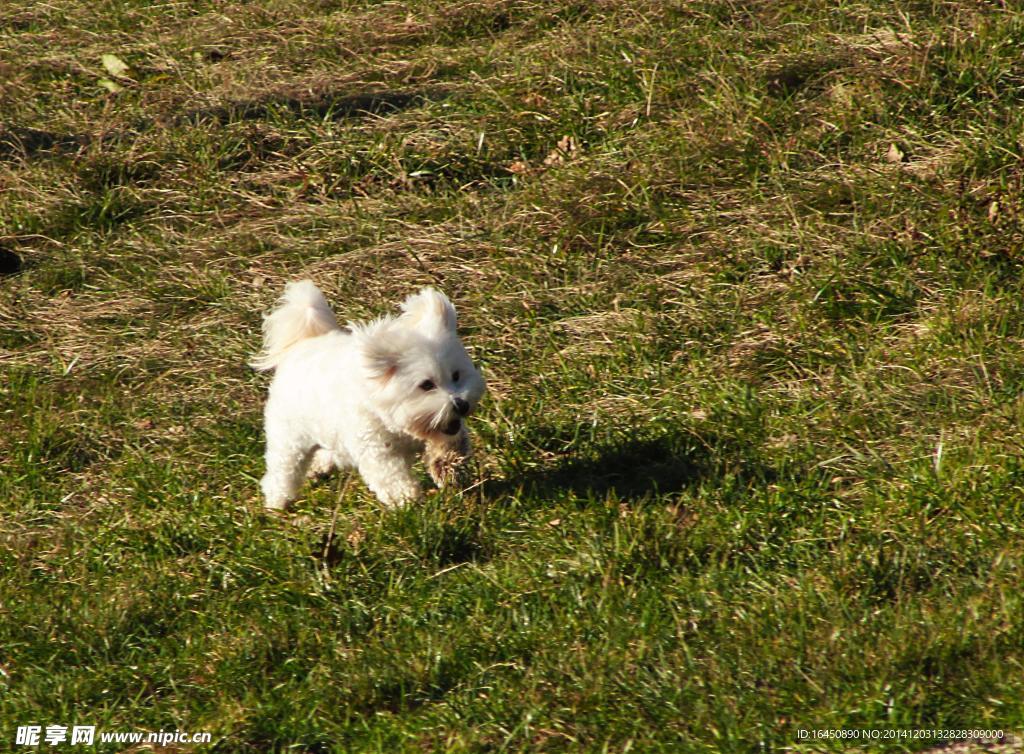 松獅犬