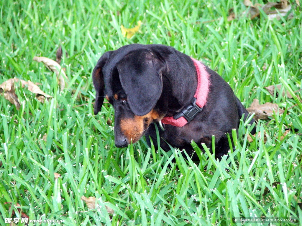 臘犬