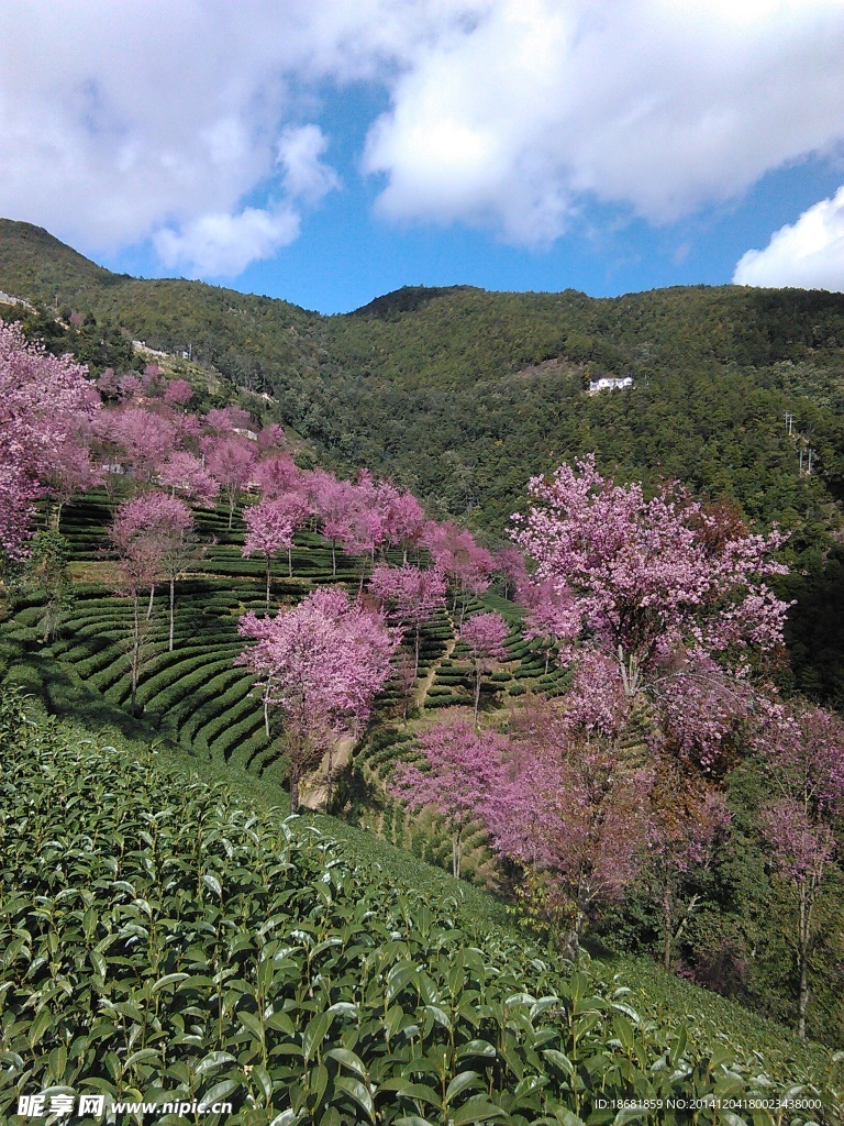 櫻花