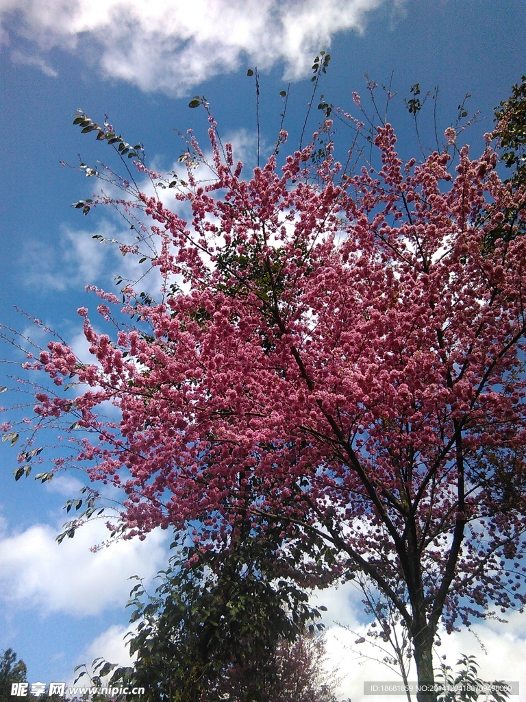 櫻花
