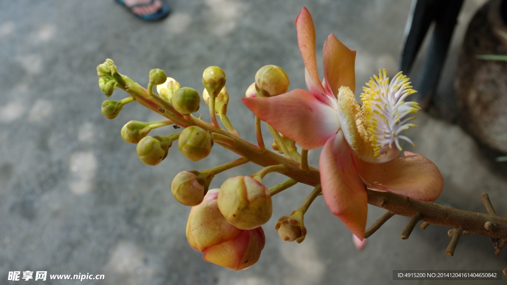 熱帶花果