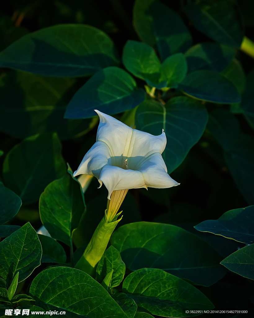 曼陀羅