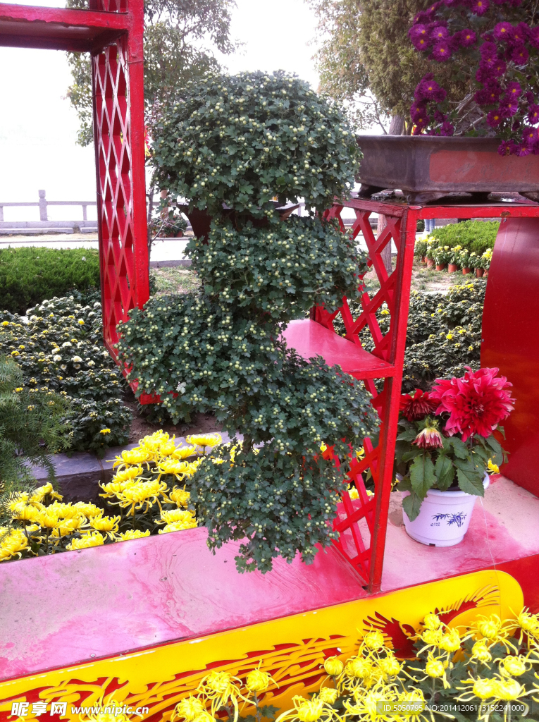 菊花綠化