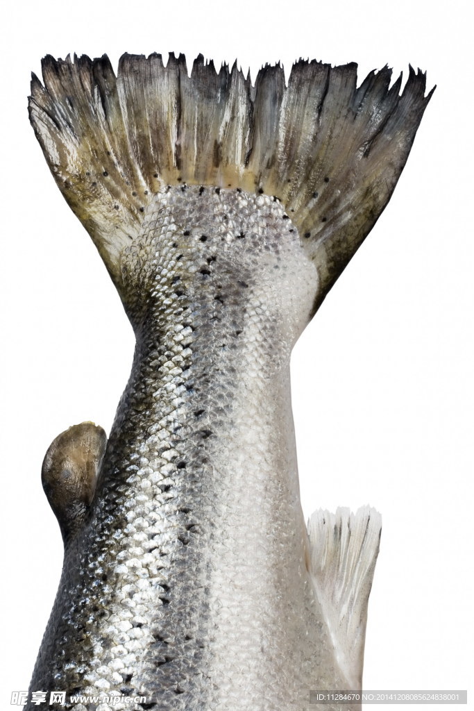 大馬哈魚尾巴