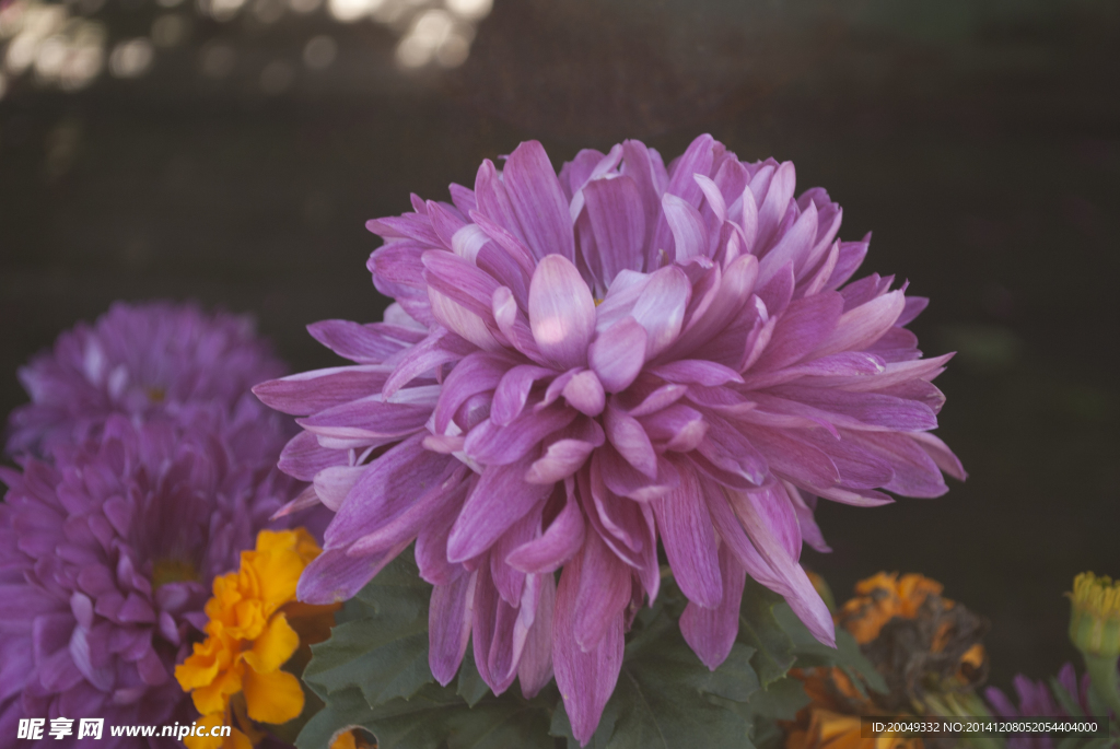 紫菊花
