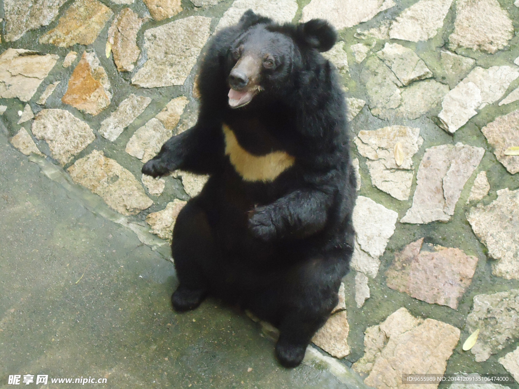 黑熊