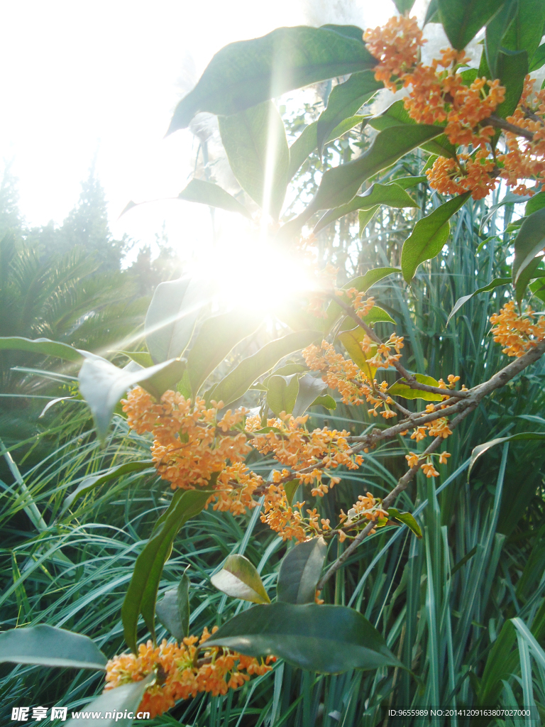 桂花