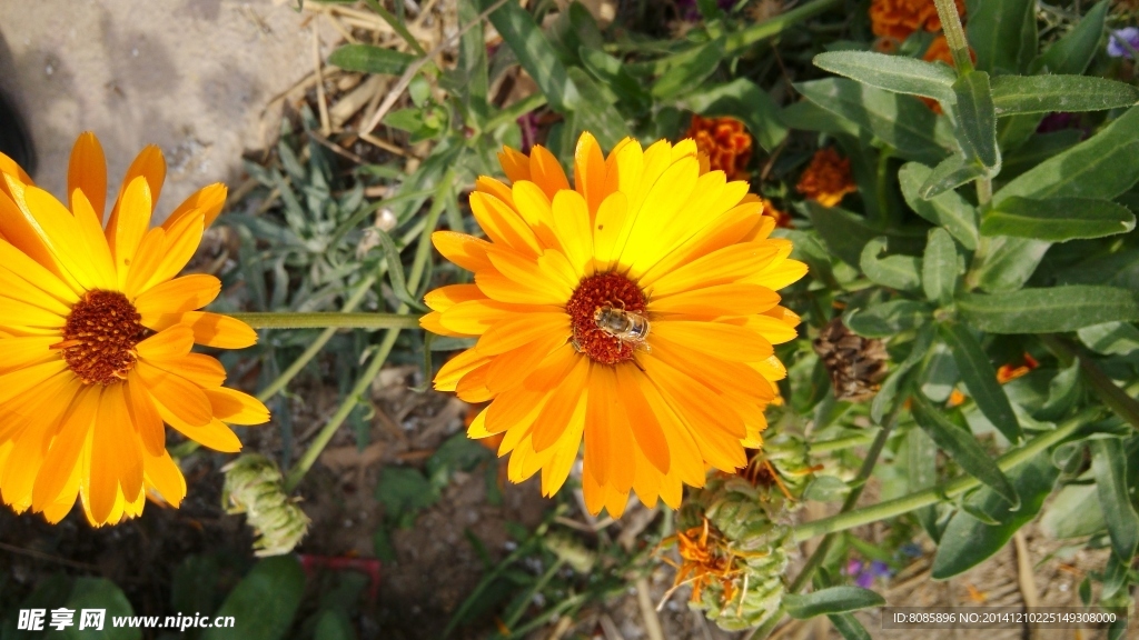 花朵素材