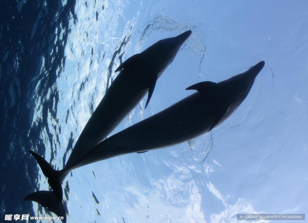 海豚