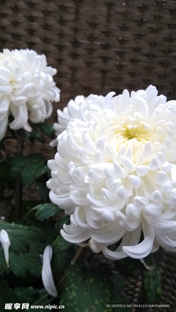 白色大菊花
