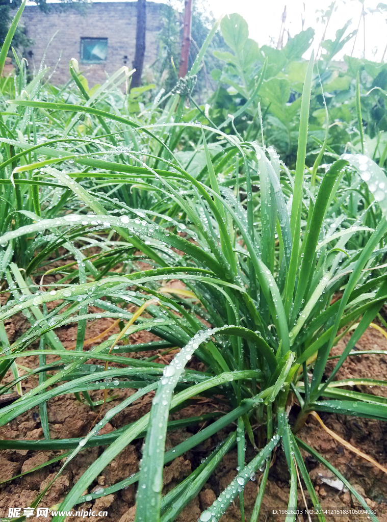 韭菜 植物 水珠