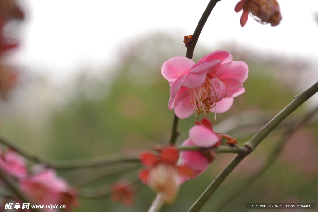 桃花朵朵開