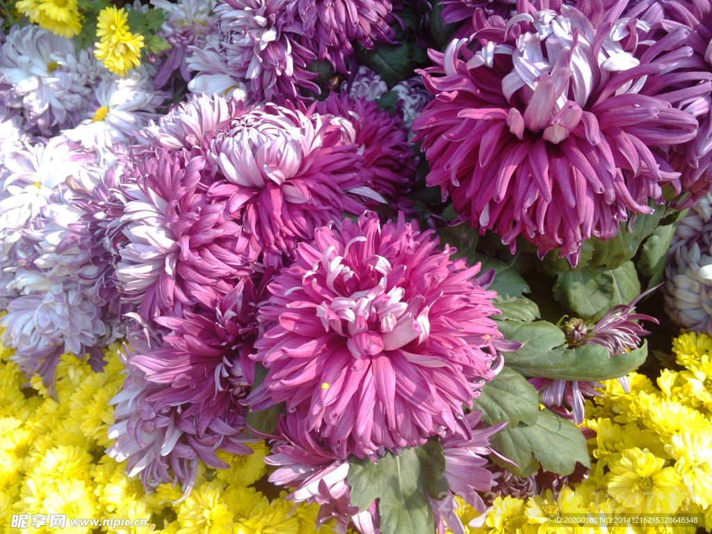 漂亮菊花