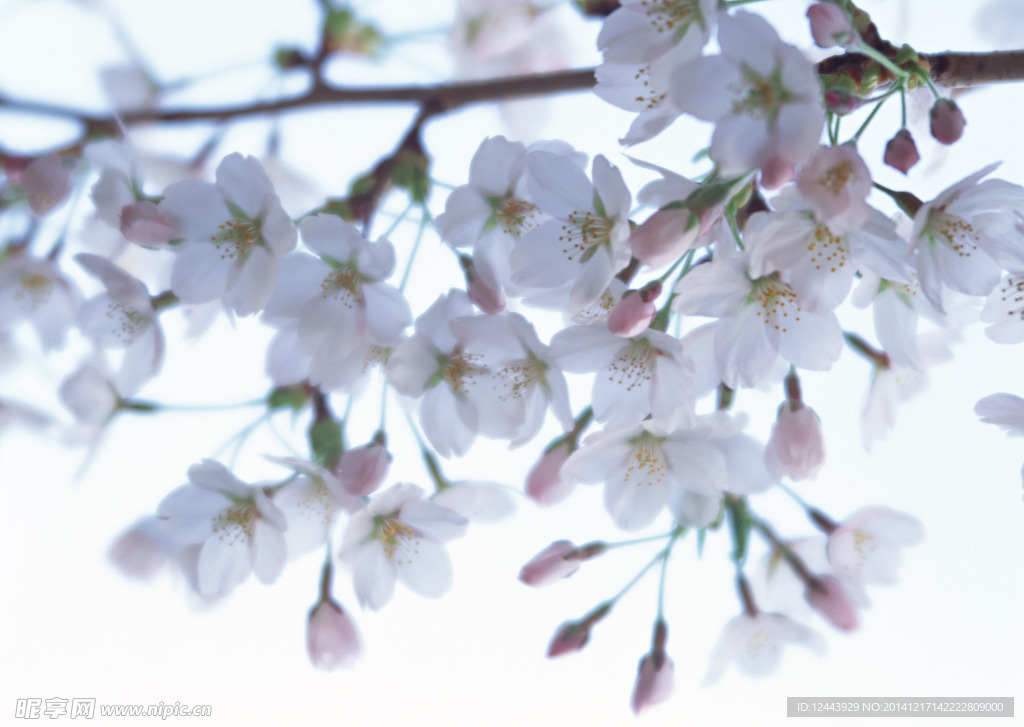 櫻花