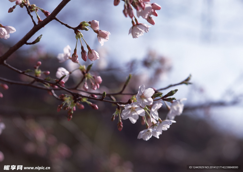 櫻花