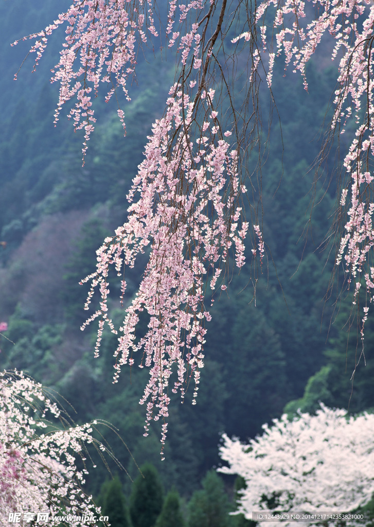 櫻花
