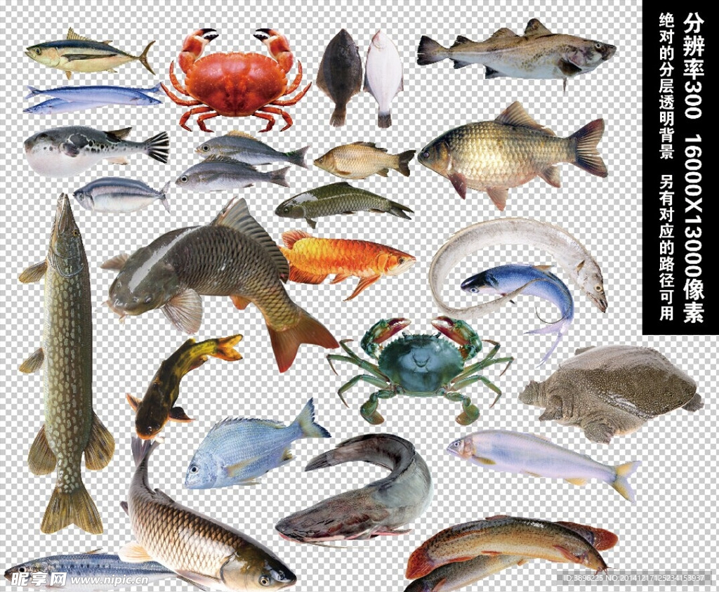 水产鱼类透明背景元素