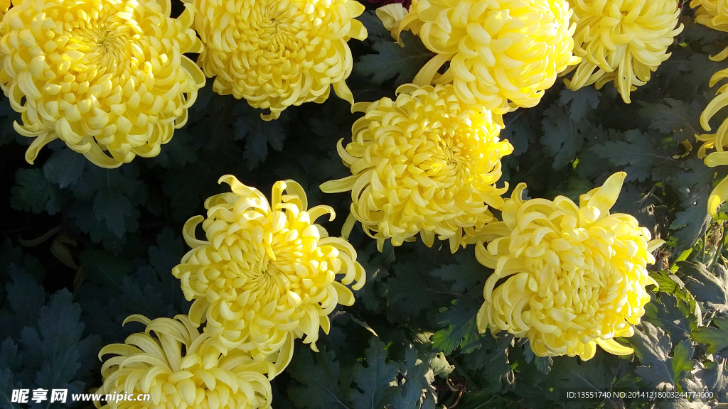 菊花