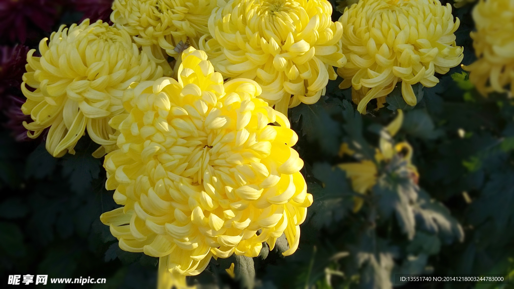 菊花