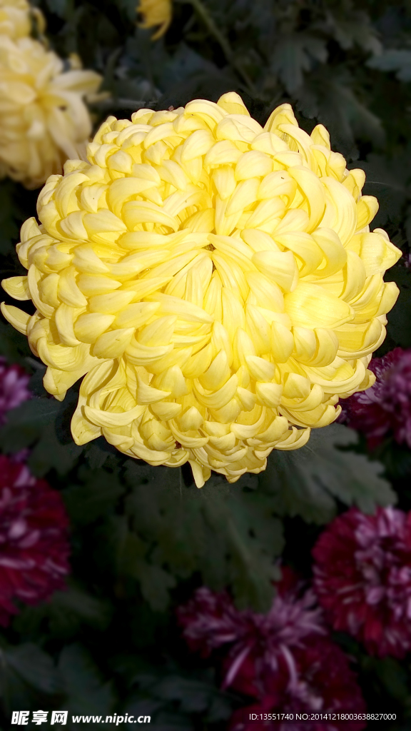 菊花