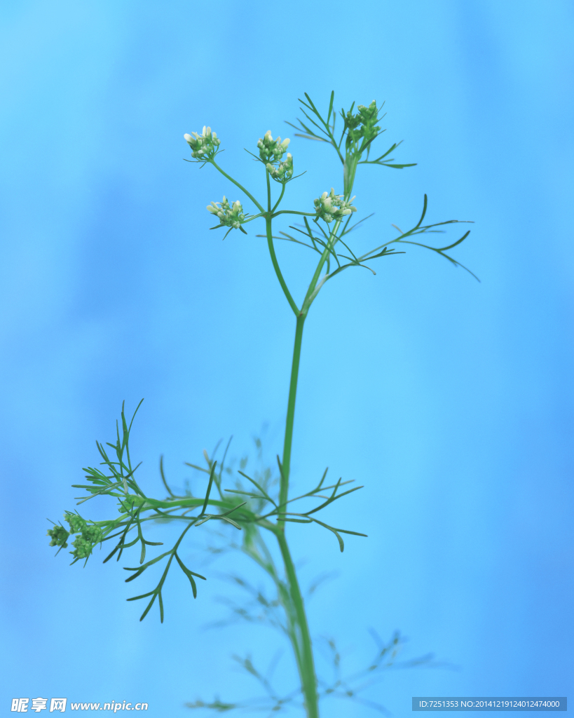 卉支插花 花造型設計 插花照片