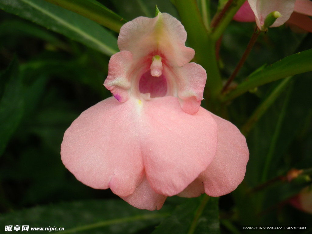 米子花