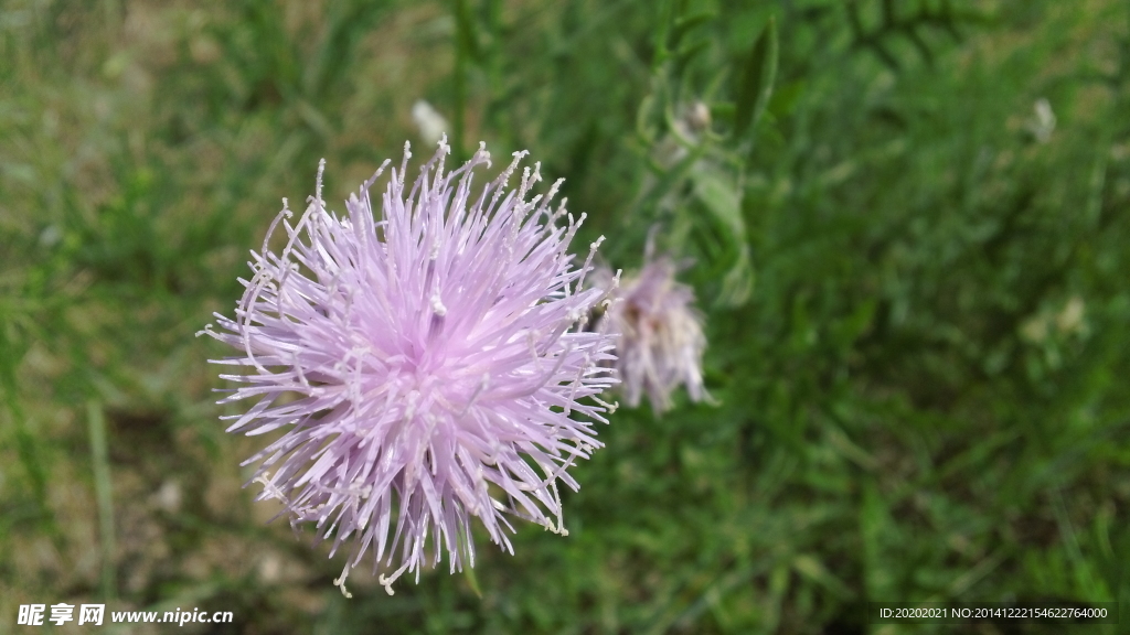 花草