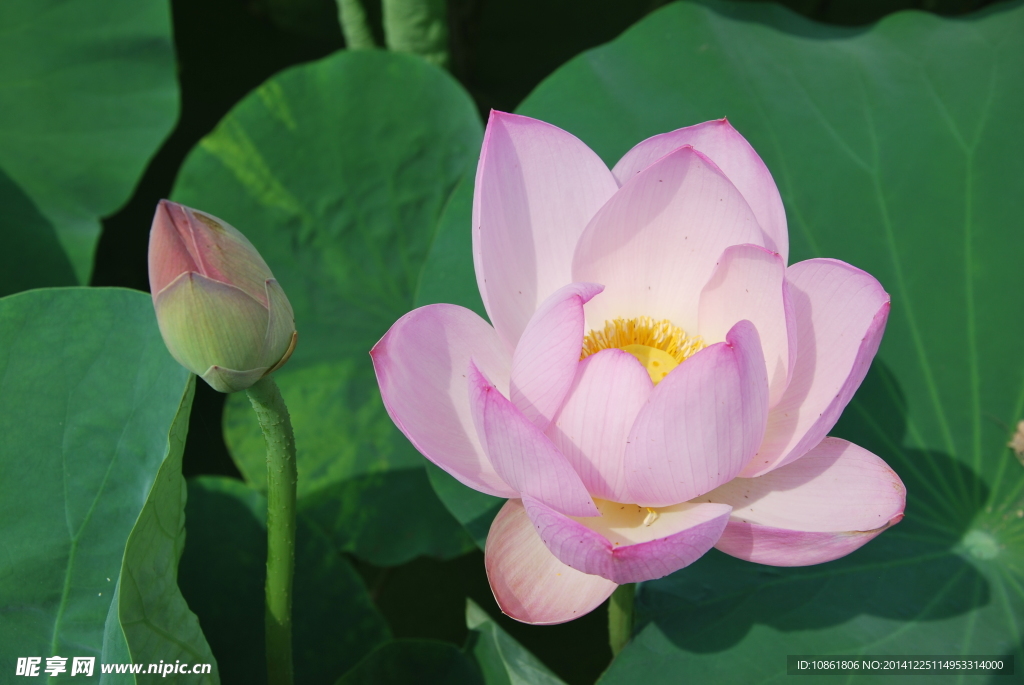 蓮花