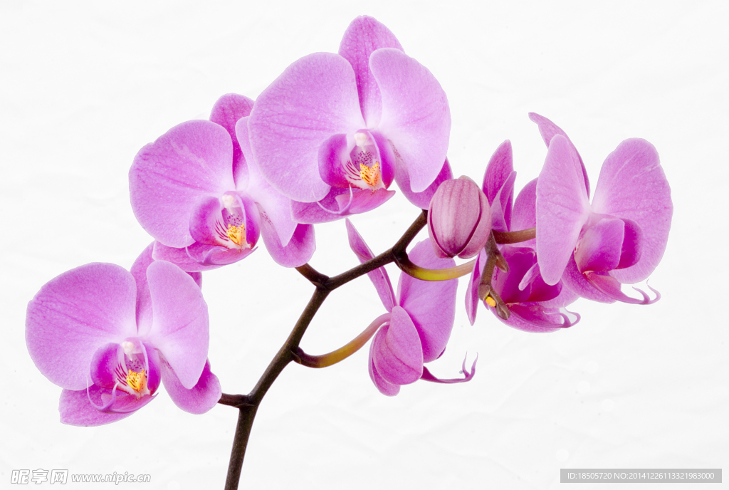 蝴蝶蘭花