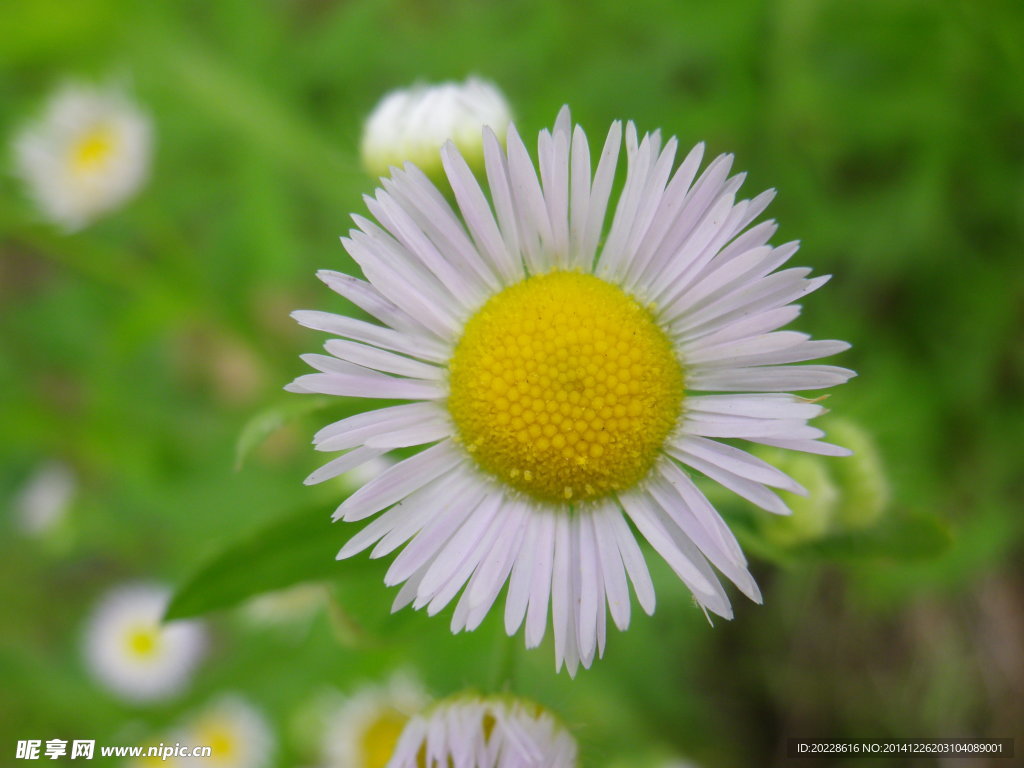太陽花