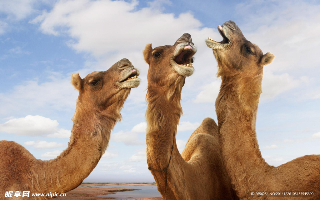 说话的三只骆驼