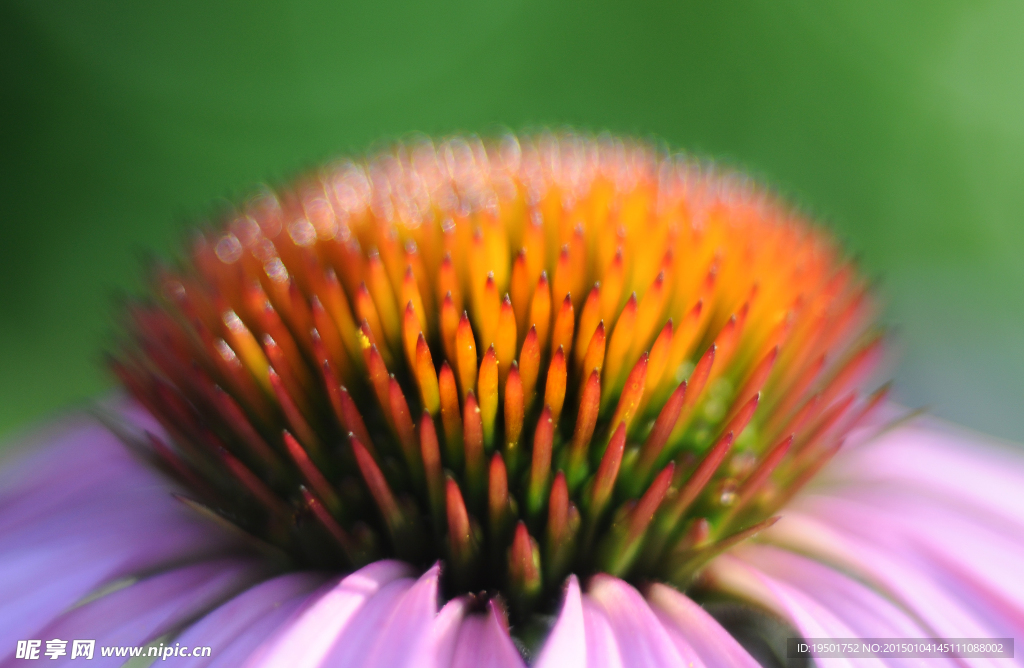 紫錐花