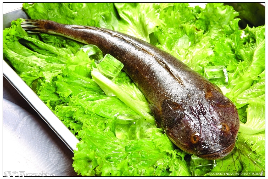 鳊子魚