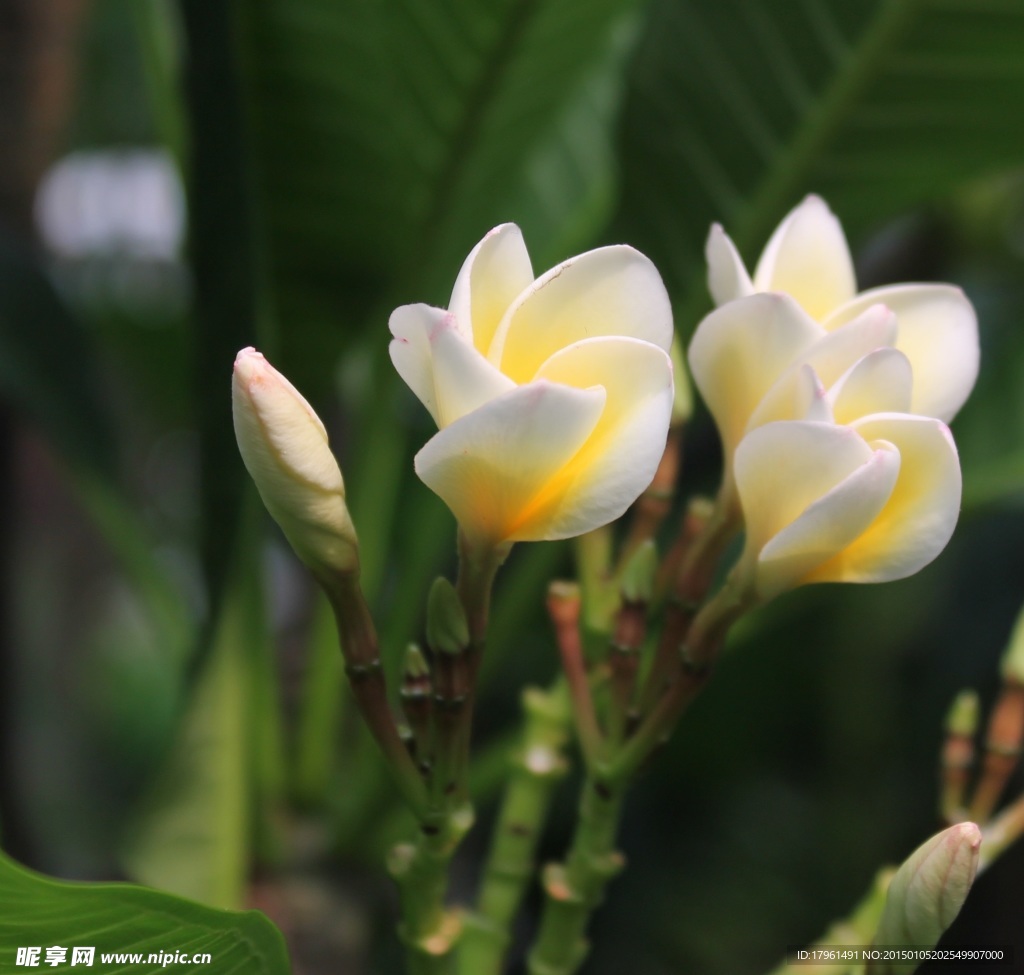 唯美雞蛋花