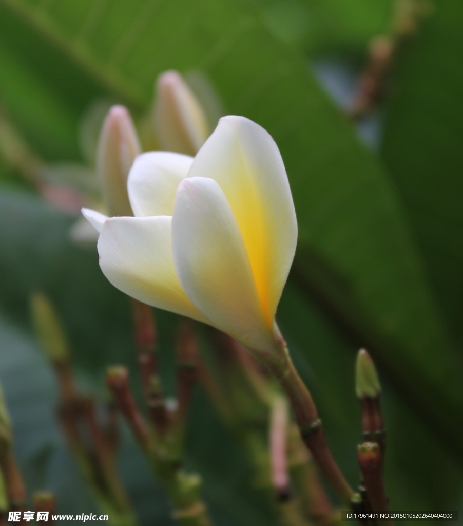唯美雞蛋花